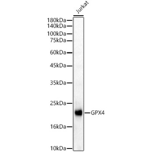 GPX4 Rabbit pAb