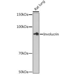 Involucrin Rabbit mAb