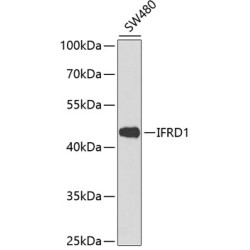 IFRD1 Rabbit pAb