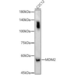 MDM2 Rabbit pAb