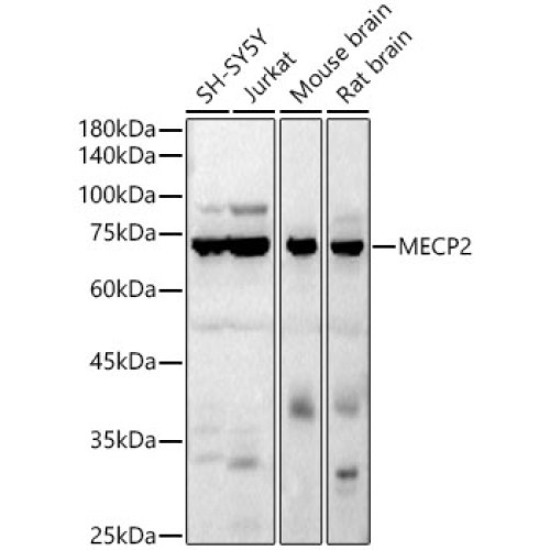 MECP2 Rabbit pAb