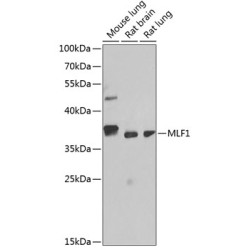MLF1 Rabbit pAb