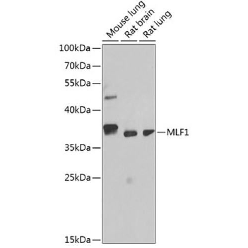 MLF1 Rabbit pAb