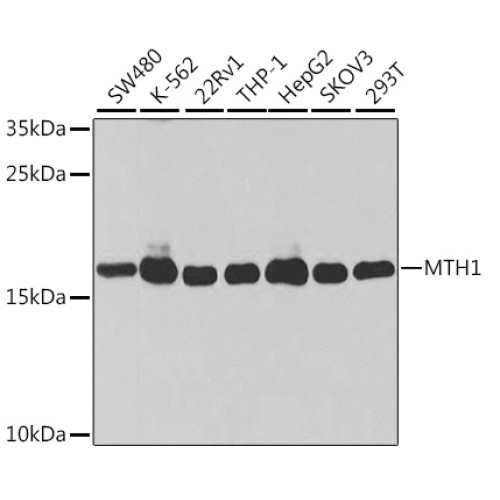 [KO Validated] MTH1 Rabbit pAb
