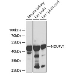 NDUFV1 Rabbit pAb