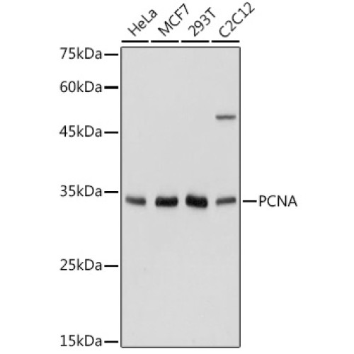 PCNA Rabbit pAb