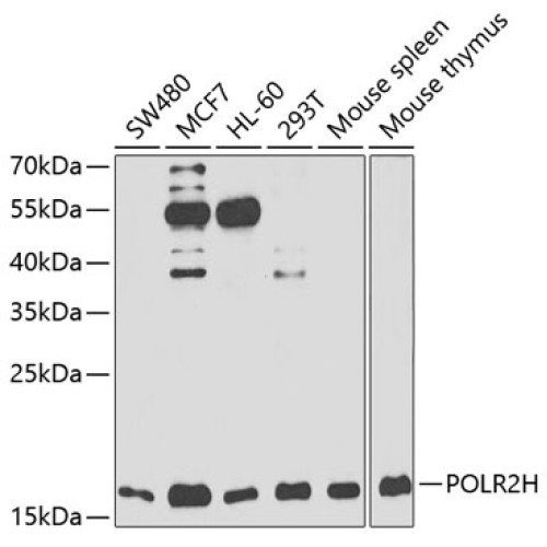 POLR2H Rabbit pAb