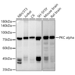 PKC alpha Rabbit pAb