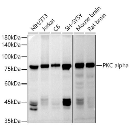 PKC alpha Rabbit pAb