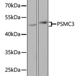 PSMC3 Rabbit pAb