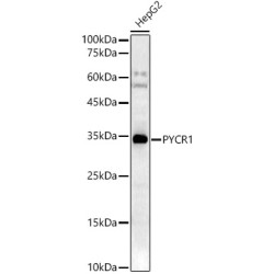 PYCR1 Rabbit pAb