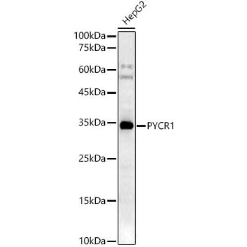 PYCR1 Rabbit pAb