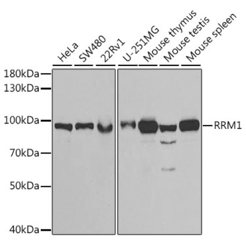 RRM1 Rabbit pAb