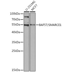 [KO Validated] BAF57/SMARCE1 Rabbit pAb