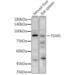 TGM1 Rabbit pAb
