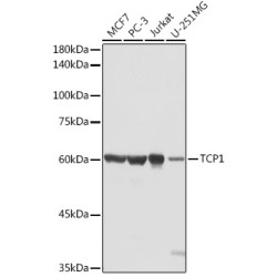 TCP1 Rabbit pAb