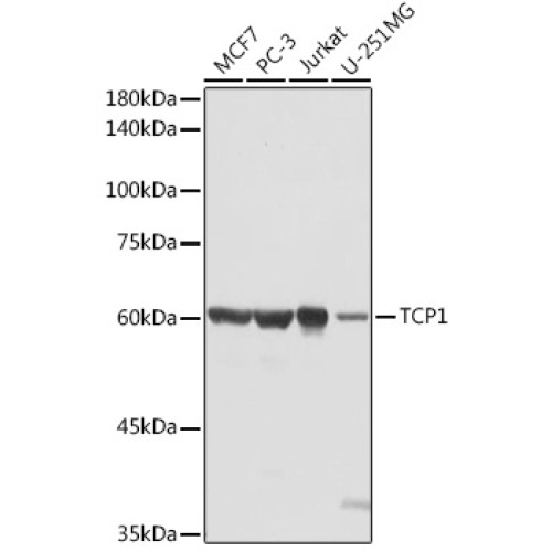TCP1 Rabbit pAb