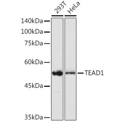 TEAD1 Rabbit pAb