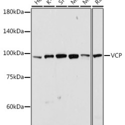 VCP Rabbit pAb