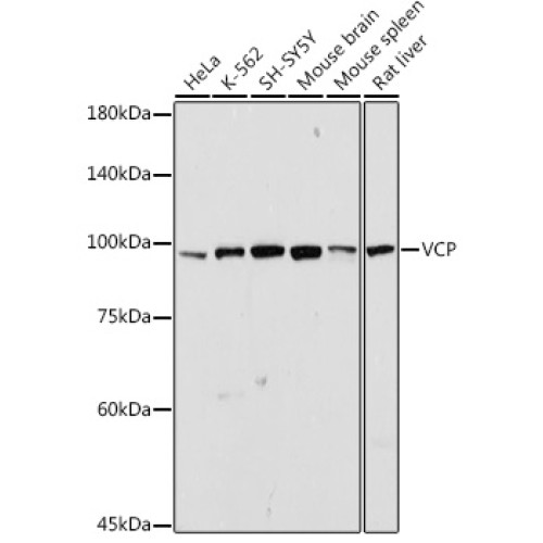 VCP Rabbit pAb
