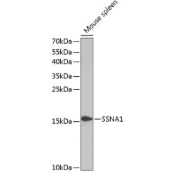SSNA1 Rabbit pAb