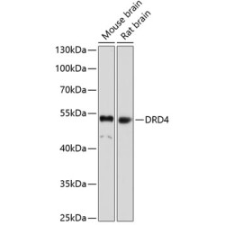 DRD4 Rabbit pAb