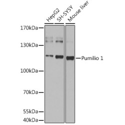 Pumilio 1 Rabbit pAb