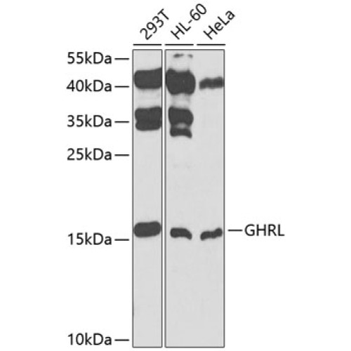 GHRL Rabbit pAb