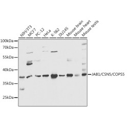 JAB1/CSN5/COPS5 Rabbit pAb