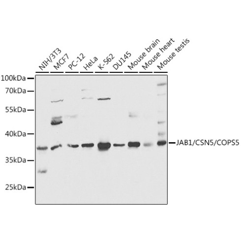 JAB1/CSN5/COPS5 Rabbit pAb