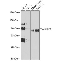 IRAK3 Rabbit pAb