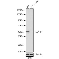 [KO Validated] SEPHS1 Rabbit pAb