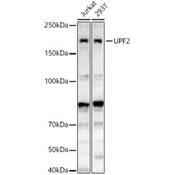 UPF2 Rabbit pAb