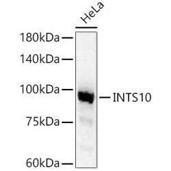 INTS10 Rabbit pAb