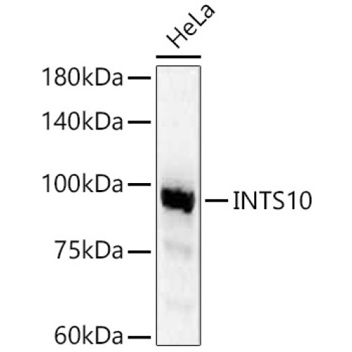 INTS10 Rabbit pAb