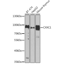 CXXC1 Rabbit pAb