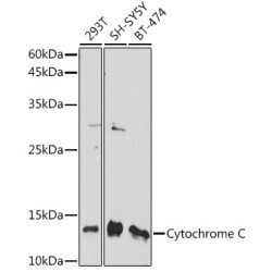Cytochrome C Rabbit pAb
