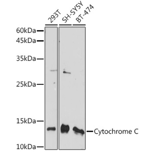 Cytochrome C Rabbit pAb