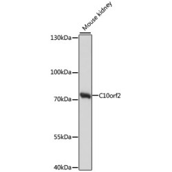 C10orf2 Rabbit pAb