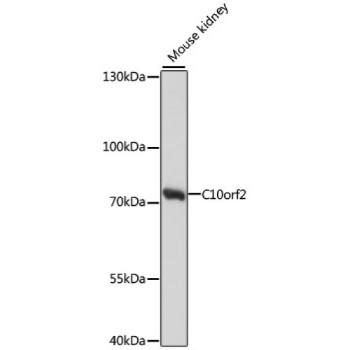 C10orf2 Rabbit pAb
