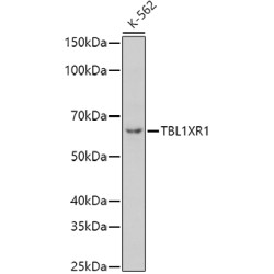 TBL1XR1 Rabbit pAb