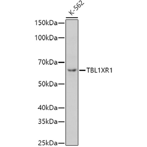 TBL1XR1 Rabbit pAb