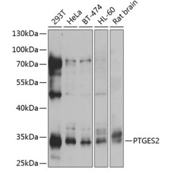 PTGES2 Rabbit pAb