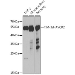 TIM-3/HAVCR2 Rabbit pAb