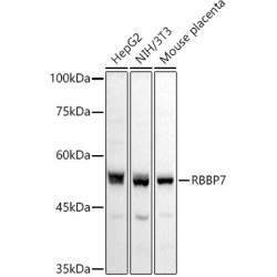 RbAp46/RBBP7 Rabbit pAb