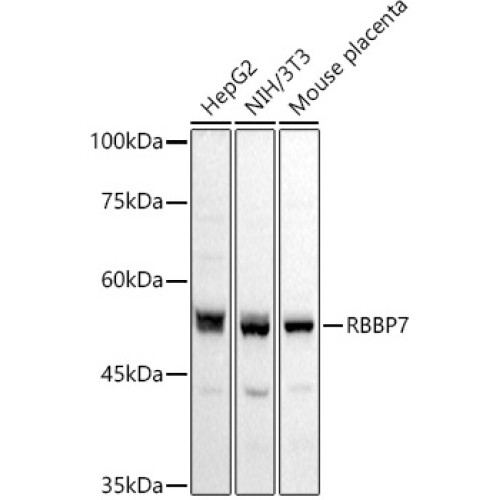 RbAp46/RBBP7 Rabbit pAb