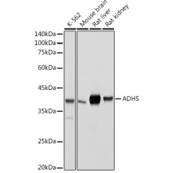 ADH5/GSNOR Rabbit pAb