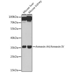 Annexin A4/Annexin IV Rabbit pAb