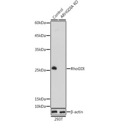 [KO Validated] RhoGDI Rabbit pAb
