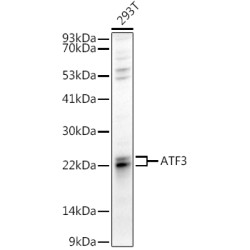 ATF3 Rabbit pAb
